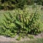 Beautyberry – American – #3 Container